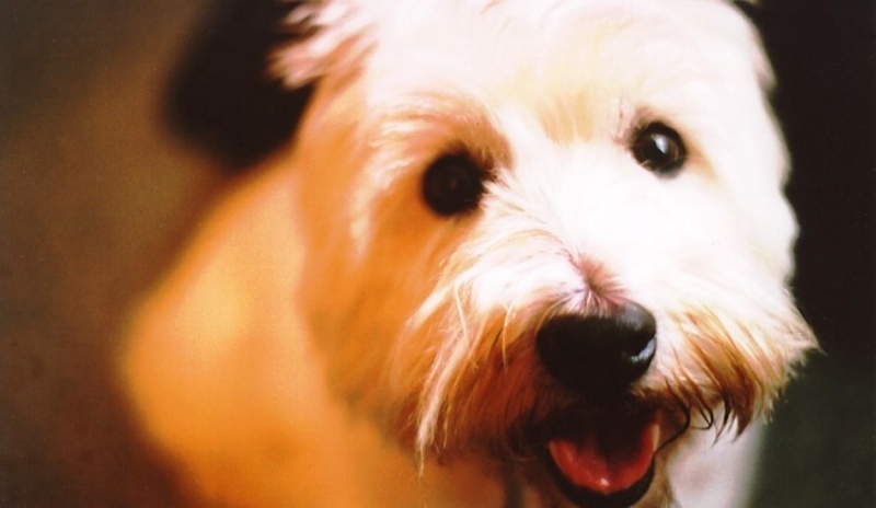 West Highland White teriérovi se také říkalo Poltalloch Terrier nebo Roseneath Terrier.
