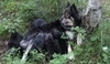 Laponský pes - pasák sobů