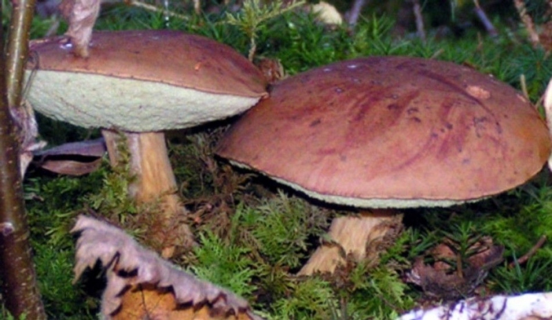 Hřib hnědý neboli suchohřib znají většinou i ti, kteří houby moc nesbírají.