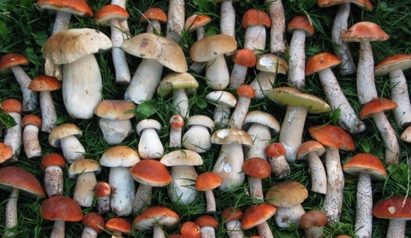 Množství hub na trávě