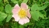 Růže šípková - Rosa canina
