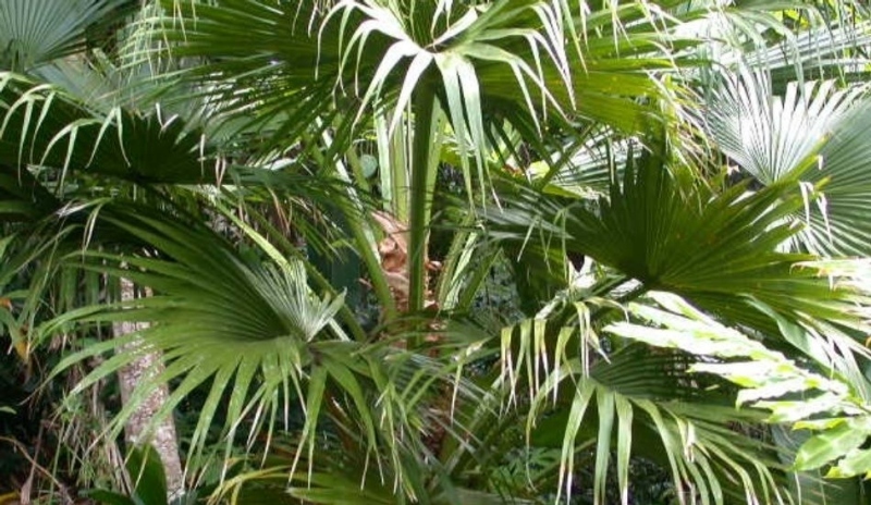 Palmy trpí mnoha chorobami a škůdci