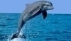 Delfín při výskoku z vody