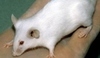 Bílá myš
