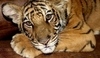 Tygr bengálský