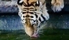 Tygr pije vodu
