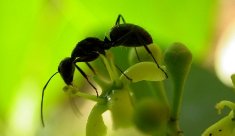 Mravenci a mšice si vzájemně pomáhají.