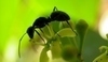 Mravenci a mšice si vzájemně pomáhají.