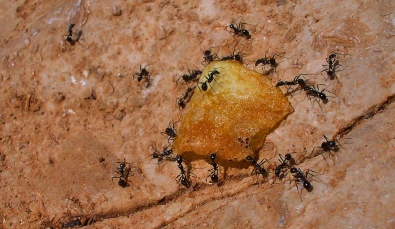 Mravenci transportují brambůrek.