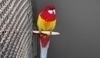 Papoušek na bidýlku