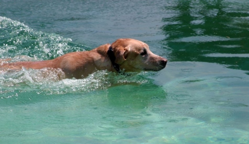 Pes plave ve vodě