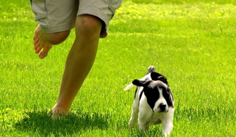 Pes běží s pánem po louce