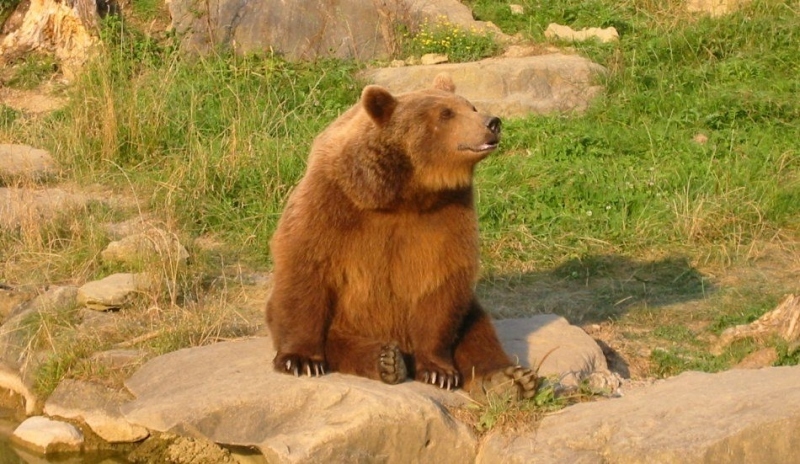 Medvěd hnědý 