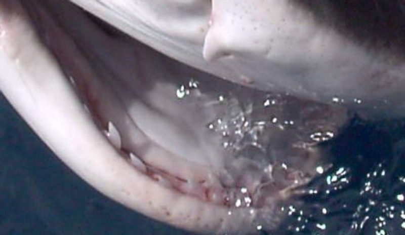 Zuby žraloka 