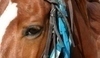Oko koně