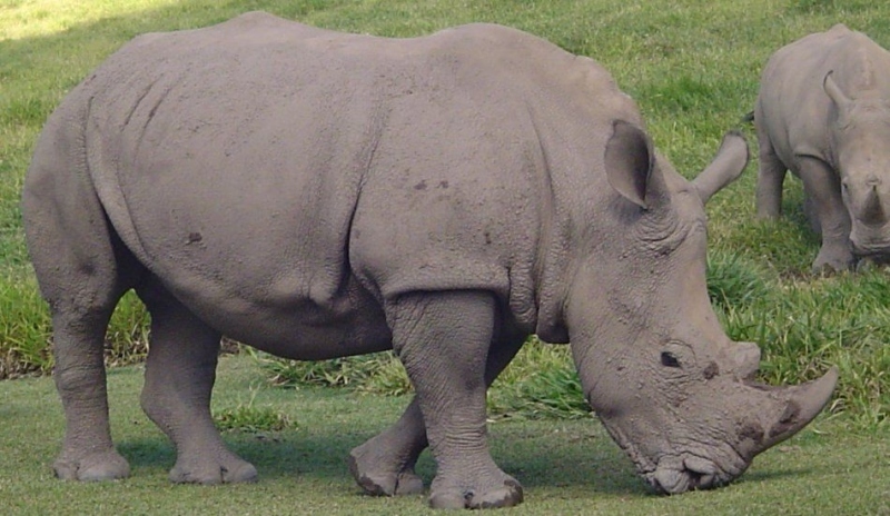 Nosorožec tuponosý 