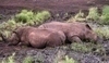 Nosorožec tupunosý