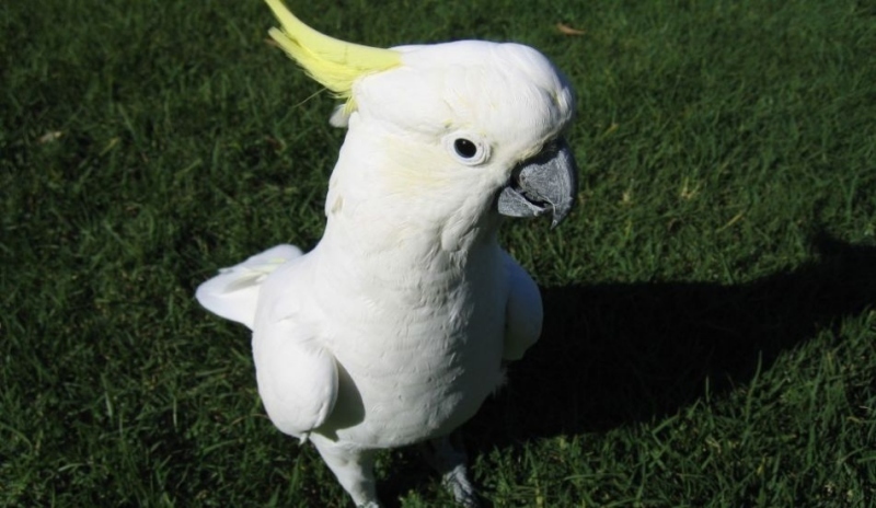 Kakadu žlutočečenkatý