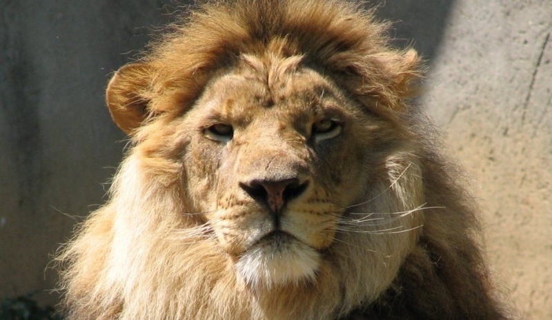 Lev - král zvířat.