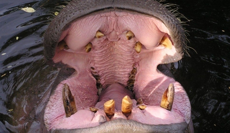 Zuby hrocha
