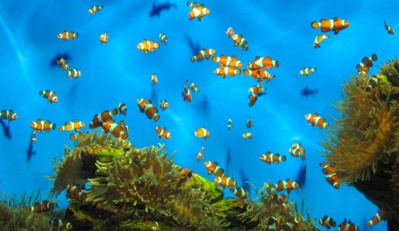 Rybičky v akváriu