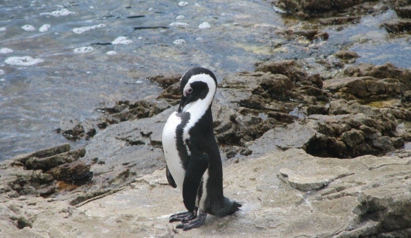Tučňák na břehu moře
