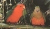 Samec a samice papouška královského