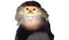 Překrásně vybarvená opice Langur duk