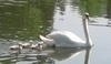 Labuť s mláďaty