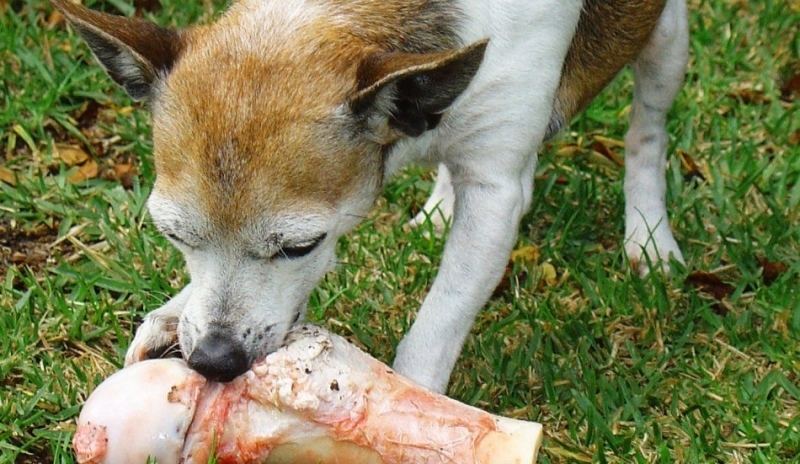 Pes okusující kost