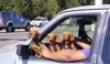 Psi v autě