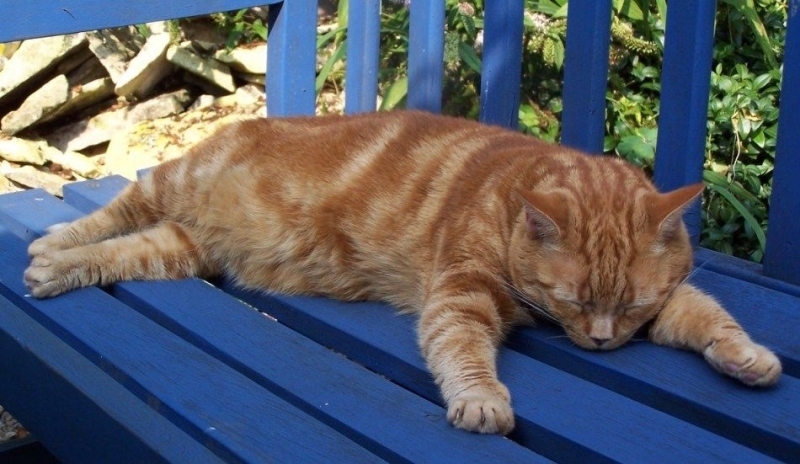 Kočka spící na lavičce