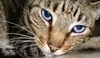 Kočka s modrýma očima