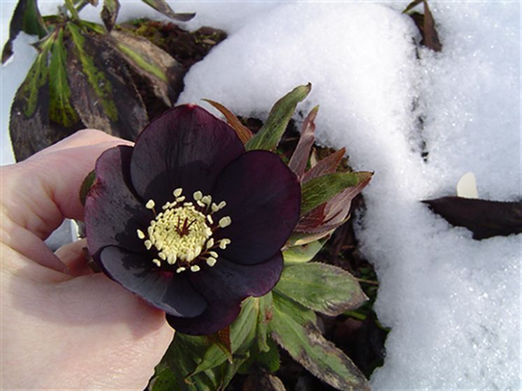 Kvetoucí rostlina ve sněhu