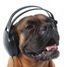 Pes se sluchátky na na uších