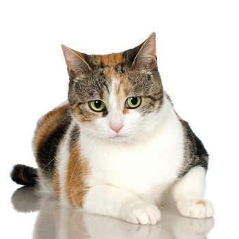 Americká drsnosrstá kočka. Foto:sxc.hu
