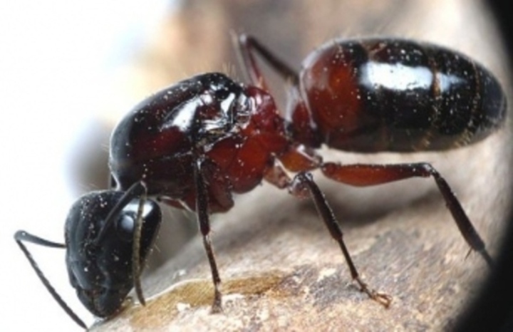 Mravenec dřevokaz