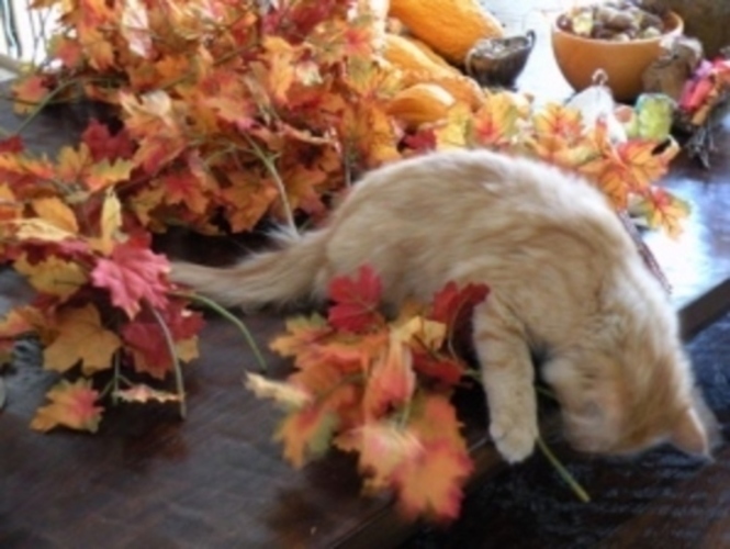 Podzimní dekorace s kočkou