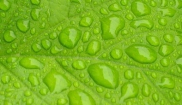 Kapky vody na listu