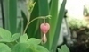 Květina ve tvaru srdce