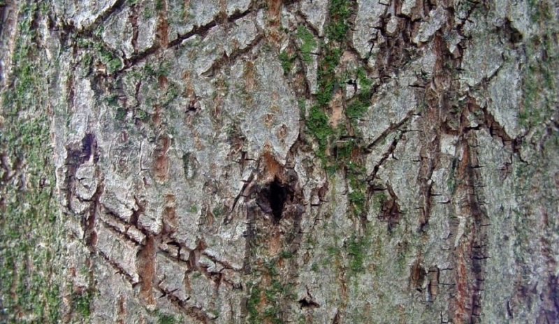 Popraskaná kůra stromu