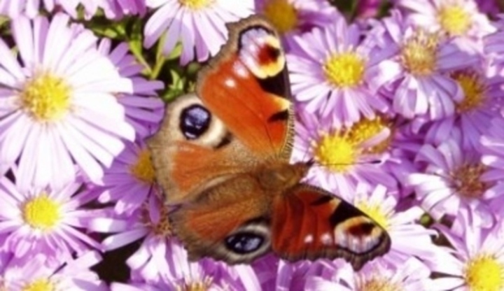 Motýl na květech