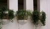 Balkón s popínavými rostlinami