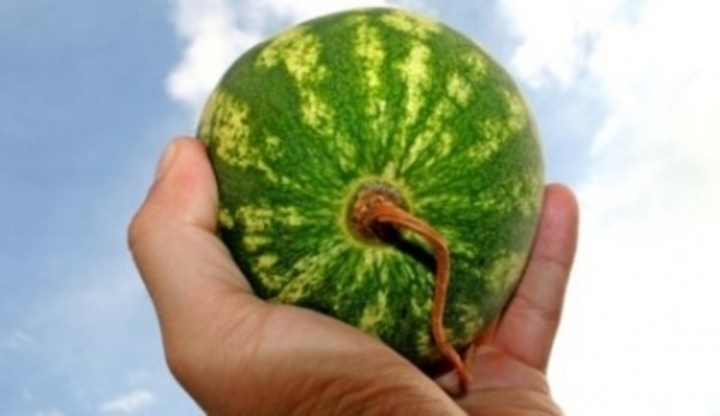 Meloun v dlani