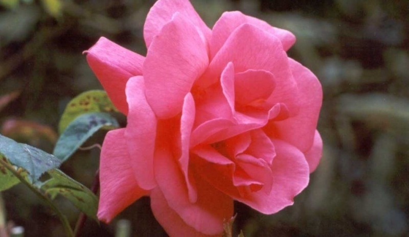 Botanická růže