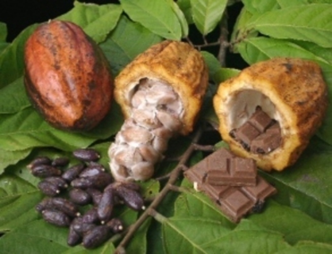 Kakaovník pravý