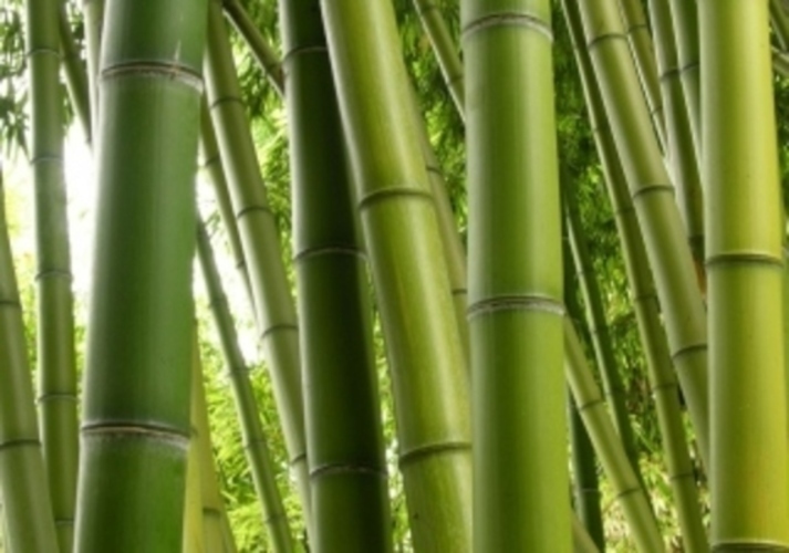Bambusy v zahradě