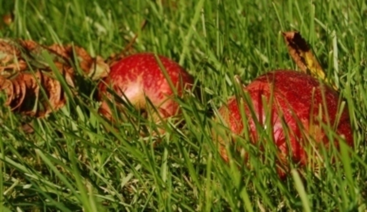 Jablka v trávě