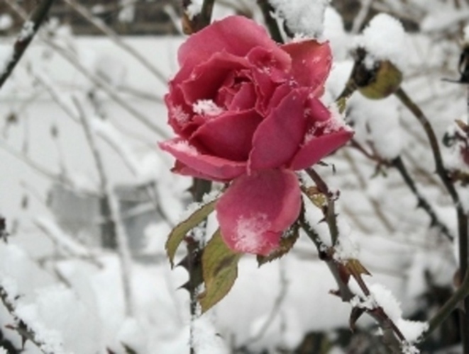 Růže v zimě 