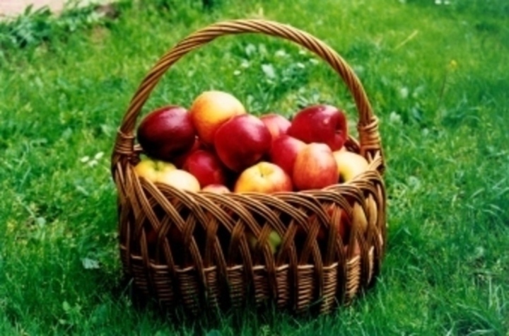 Jablka v košíku